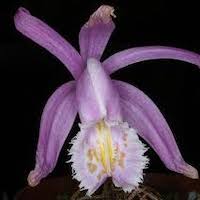 Pleione praecox (Sm.) D. Don Perfume essential oil. Used by Singapore memories and jetaime perfumery as therapeutic orchid oil of asia