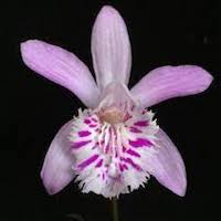 Pleione yunnanensis (Rolfe) Rolfe  Perfume essential oil. Used by Singapore memories and jetaime perfumery as therapeutic orchid oil of asia