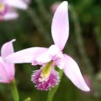 Pogonia japonica Rchb. f. Perfume essential oil. Used by Singapore memories and jetaime perfumery as therapeutic orchid oil of asia