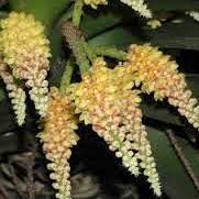 Pomatocalpa spicatum Breda, Kuhl & Hasselt.  Perfume essential oil. Used by Singapore memories and jetaime perfumery as therapeutic orchid oil of asia