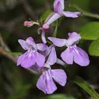 Ponerorchis chusua, (D. Don) Soo  Perfume essential oil. Used by Singapore memories and jetaime perfumery as therapeutic orchid oil of asia