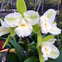 Cattleya Warscewiczii orchids of singapore perfume workshop team building ingredient singapore great scent fragrance