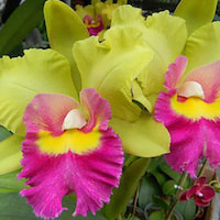 Aranda Peng Lee Yeoh orchids of singapore perfume workshop team building ingredient singapore great scent fragrance