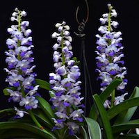Rhynchostylis Coelestis orchids of singapore perfume workshop team building ingredient singapore great scent fragrance