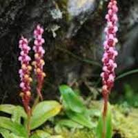 Satyrium nepalense D. Don var. nepalense Perfume essential oil. Used by Singapore memories and jetaime perfumery as therapeutic orchid oil of asia