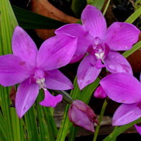 Spathoglottis plicata Blume Perfume essential oil. Used by Singapore memories and jetaime perfumery as therapeutic orchid oil of asia
