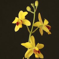 Spathoglottis pubescens Lindl. Perfume essential oil. Used by Singapore memories and jetaime perfumery as therapeutic orchid oil of asia