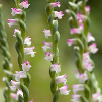 Spiranthes sinensis (Pers.) Ames Perfume essential oil. Used by Singapore memories and jetaime perfumery as therapeutic orchid oil of asia