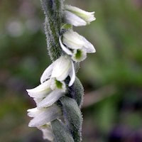 Spiranthes spiralis (L.) Chevall Perfume essential oil. Used by Singapore memories and jetaime perfumery as therapeutic orchid oil of asia
