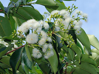 Syzygium Grande Perfume Workshop Sentosa Scent-osa fragrant plant singapore