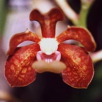 Vanda concolor Blume Perfume essential oil. Used by Singapore memories and jetaime perfumery as therapeutic orchid oil of asia