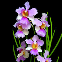 Vanda Miss Joaquim orchids of singapore perfume workshop team building ingredient singapore great scent fragrance