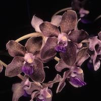 Angraecum Compactum orchids of singapore perfume workshop team building ingredient singapore great scent fragrance