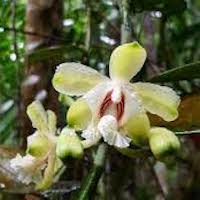 Vanilla griffithii Rchb. f. Perfume essential oil. Used by Singapore memories and jetaime perfumery as therapeutic orchid oil of asia