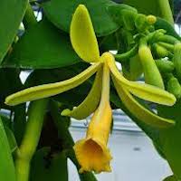 Vanilla planifolia Jacks. ex Andrews Perfume essential oil. Used by Singapore memories and jetaime perfumery as therapeutic orchid oil of asia