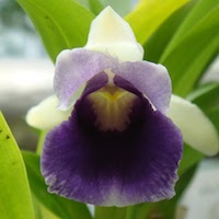 Cochleanthes Discolor orchids of singapore perfume workshop team building ingredient singapore great scent fragrance