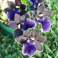 Zygopetalum Artur Elle ‘Tanzanite’ orchids of singapore perfume workshop team building ingredient singapore great scent fragrance