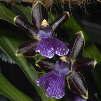 Zygopetalum Blackii orchids of singapore perfume workshop team building ingredient singapore great scent fragrance