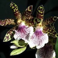 Zygopetalum Crinitum orchids of singapore perfume workshop team building ingredient singapore great scent fragrance